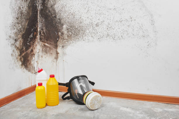 Best Attic Mold Remediation in Haines City, FL