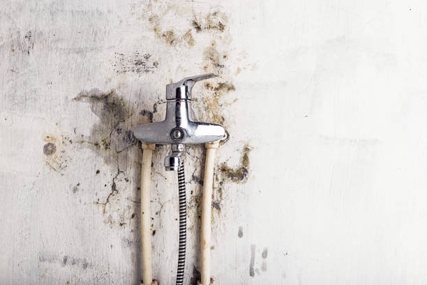 Best Black Mold Remediation in Haines City, FL