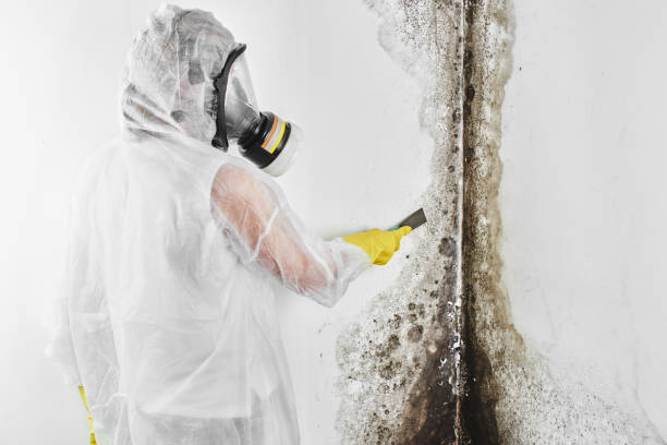 Best Industrial Mold Remediation in Haines City, FL