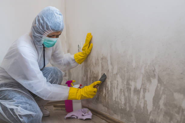 Best Basement Mold Remediation in Haines City, FL