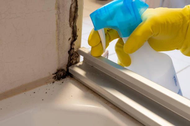 Best Mold Testing and Inspection Services in Haines City, FL